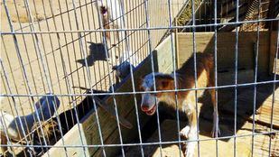 Delitos ecológicos: la labor de defender a los que no tienen voz