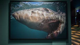 Sumergirse con tiburones en plena Gran Vía: una exposición explora el océano