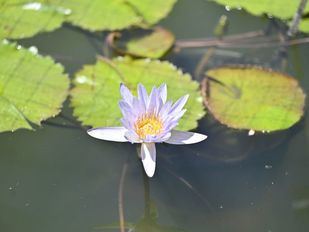 Una veintena de nenúfares tropicales emergen del estanque oval del Real Jardín Botánico