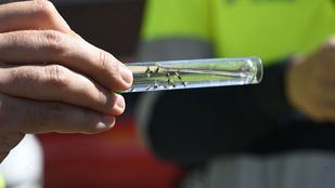 La mosca negra acecha y organizaciones ecologistas encuentran una solución relacionada con Filomena