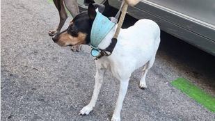 Un hombre, arrestado por dejar a sus tres perros encerrados en el coche para irse al teatro