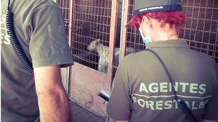 Identificado el dueño de una finca en la que se hallaron los cadáveres de 15 cachorros y 87 perros heridos