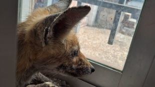 Rescatado un zorro que había quedado atrapado en una ventana de Hoyo de Manzanares