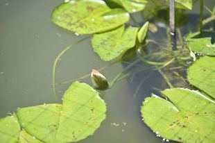 El nenúfar gigante 'Victoria' repite floración en el Real Jardín Botánico de Madrid