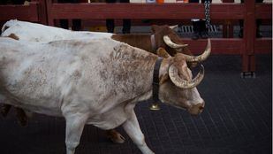 Verbenas, sueltas de toros y encierros, prohibidos en agosto