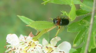 Confirmada la presencia inédita en Madrid del insecto Chilotomina oberthuri