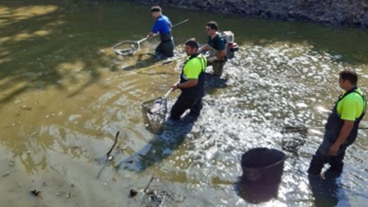 Técnicos de la Comunidad de Madrid han iniciado este verano el control de las especies invasoras en el futuro Arco Verde regional