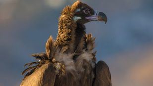 El buitre negro, como en casa en Madrid