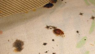 Un hostal en Tetuán ha tenido que ser deslojado por una plaga de chinches