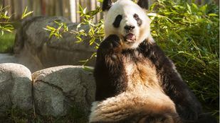 Nueva Ley de Protección y Derechos de los Animales