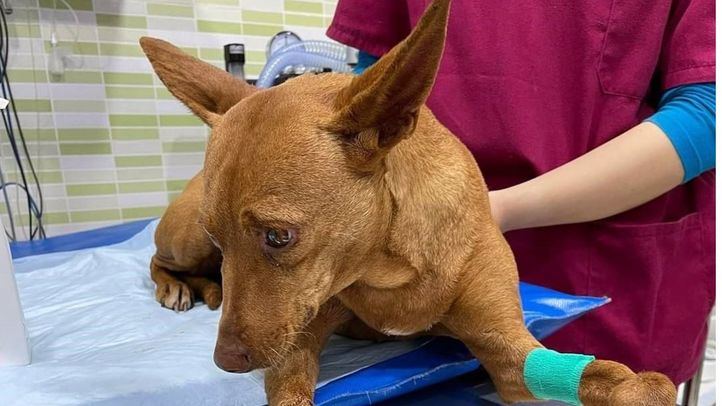 Chispa, perra abandonada