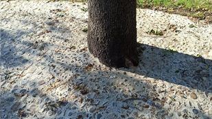 Encinas cementadas en el Retiro, una "salvajada" para Vecinos y Más Madrid