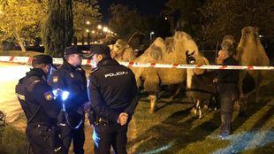 Ocho camellos y una llama, de paseo por Carabanchel