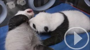 Los gemelos panda del Zoo de Madrid buscan nombre