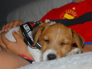 Perros de alerta médica: los grandes aliados de los enfermos de diabetes