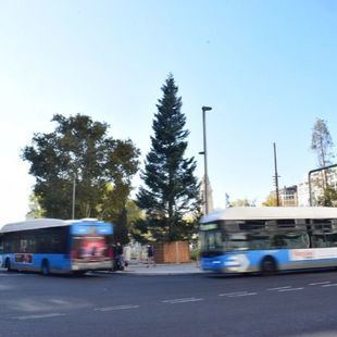 Así es el abeto de 18 metros de Plaza de España