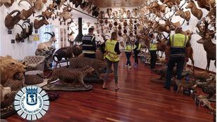 Intervenidos en La Moraleja 49 animales disecados, algunos protegidos