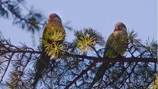 Almeida, sobre la polémica de las cotorras: "Si soy un salvaje por proteger a los madrileños, seré un salvaje"