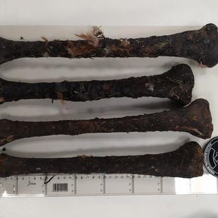 Requisadas cuatro tibias humanas en una santería