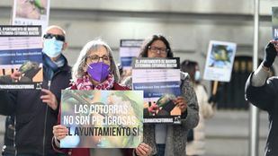 Concentración en Cibeles para que cese el "exterminio" de cotorras