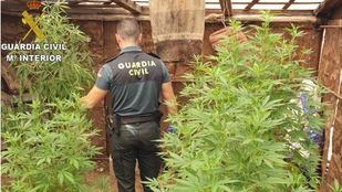 Halladas 1.300 plantas de marihuana en un chalet de El Berrueco