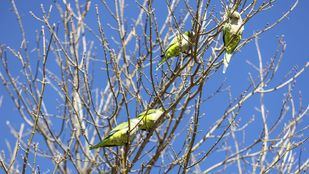 El Ayuntamiento de Madrid ha capturado 2.025 cotorras desde el mes de mayo
