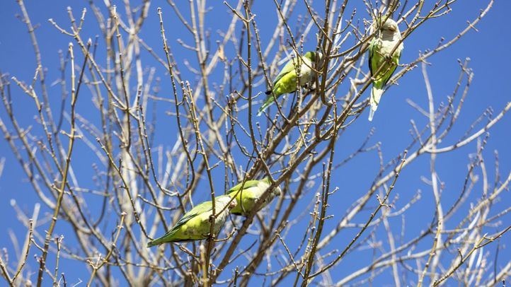 Cotorra argentina en un nido