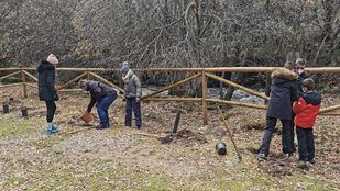 Reforestación para ampliar la población de hayas en la Sierra del Rincón