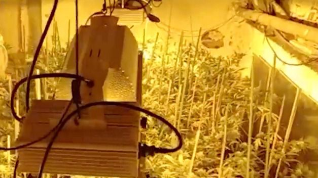 Requisadas más de 200 plantas y 21 kilos de marihuana en Puente de Vallecas