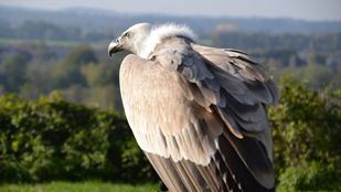 Buitres leonados madrileños se mudarán a Italia para recuperar la especie