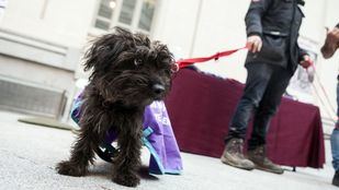 La fiesta de San Antón rendirá homenaje a los veterinarios con Irene Villa como pregonera