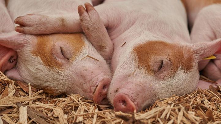 Cerdos durmiendo en una granja porcina