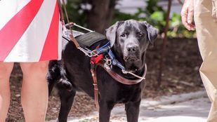 Perros guía de la ONCE muestran sus habilidades en el Palacio de Cibeles
