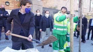 Madrid acabará con los alcorques vacíos: plantará árboles en 11.200 y tapará 2.000