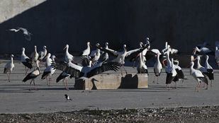 Comederos artificiales para cigüeñas en Alcalá: " En el vertedero encontraban más del 80 por ciento de su comida diaria"
