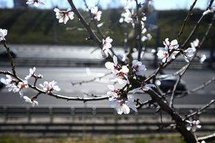 Los primeros almendros en flor ya se dejan ver en Madrid