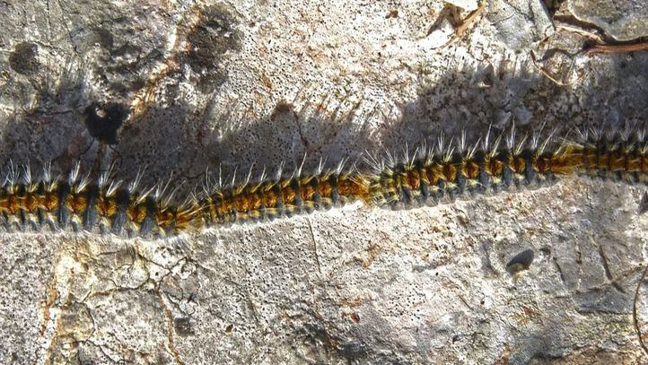 Oruga procesionaria