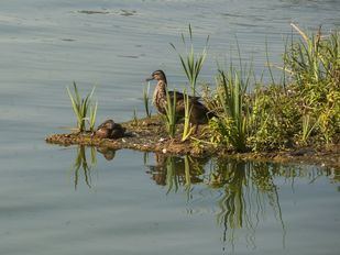 Detectados nuevos casos de gripe aviar en un cisne y una oca en Tres Cantos