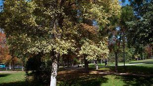 El Ayuntamiento repuebla las mayores zonas verdes de la capital