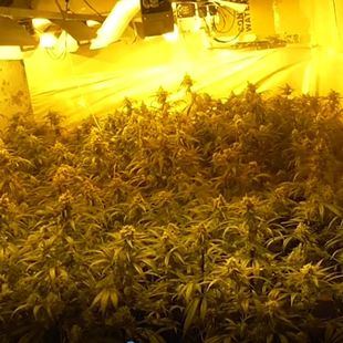 Desmantelados en Madrid dos clanes familiares dedicados al cultivo y venta de marihuana
