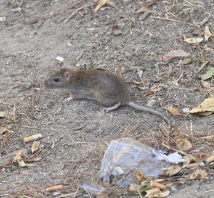 Podemos denuncia la proliferación de ratas en calles y parques de Leganés