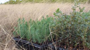 Iberdrola reforesta con más de 2 millones de árboles en los últimos dos años y 80.000 plantas en los entornos fotovoltaicos