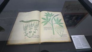 El arte y la botánica se dan la mano en el RJB