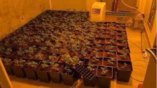 Desmantelada una plantación interior de marihuana en el distrito de Latina