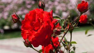 El Parque del Oeste elegirá la rosa más bonita de su rosaleda el 20 de mayo