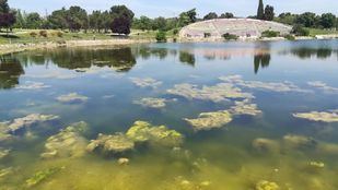 Algas en el estanque del Parque de las Cruces