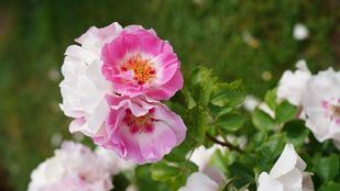 Un rosal alemán de la variedad floribunda gana el Concurso Internacional Rosas Nuevas Villa de Madrid