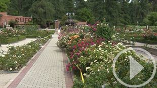 Una rosa floribunda gana el Concurso Rosas Nuevas Villa de Madrid