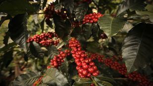 El Corte Inglés elige un café colombiano, sostenible, con sabor a miel y cardamomo para sus cafeterías