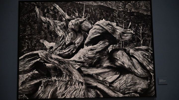 Exposición 'Sebastião Salgado y las Colecciones Reales. Encuentros en torno a la fotografía de paisaje'.